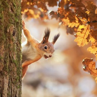 cute portrait with a beautiful fluffy red squirrel peeking out from behind the trunk of an oak with bright Golden foliage in a Sunny autumn Park Eichhörnchen